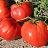 Uralski divovski paradajz: recenzije, fotografije, prinos